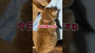 寒くなると猫は膝の上でふみふみする #shorts