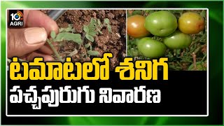 టమాటలో శనిగ పచ్చపురుగు నివారణ | Pest Control Techniques In Tomato Crop | Matti Manishi | 10TV News