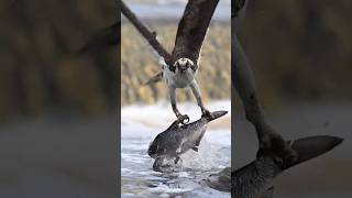 Fish eagle catches big fish