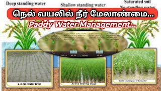 நெல் வயலில் முக்கியமான நீர் மேலாண்மை | paddy field water management