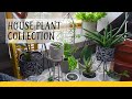 Geoff Stonebanks’s indoor plant collection