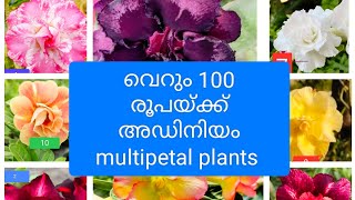 വലിയ വില കൊടുത്ത് മേടിക്കാൻ പറ്റാത്തവർക്കായി 100 രൂപയ്ക്ക് അഡിനിയംplants. 6238232325