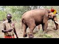 கலீமும் நானும் அண்ணன் தம்பி elephant story suda suda