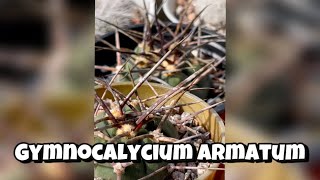 Gymnocalycium Armatum | Cactus and Succulent Collection #shorts