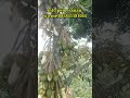 cara membuahkan pohon durian shorts ypp fypシ shortvideo