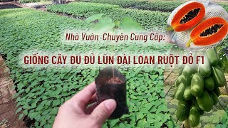 Chuyên Cung Cấp Giống Cây Đu Đủ Lùn Đài Loan Ruột Đỏ - Siêu Ngọt - Siêu Quả - Dễ Trồng/ 0977503996