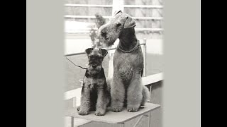 Airedale Terrier