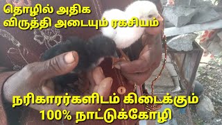 நாட்டுக்கோழி வளர்ப்பு 💚 | புதுசா கோழி வாங்க போறவங்க இந்த காணொளியை பார்த்து முடிவு செய்யுங்கள்.