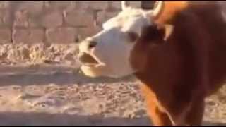 Cow Speaking Arabic