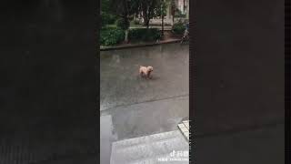 【抖音】 狗狗走丢半年了，找很久都没找到，今天看他站在雨里，就试探性的叫了一声...还真是他[流泪][流泪] #魔映 #抖音 #Tiktok