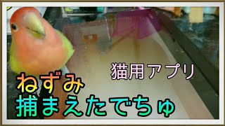 「まっちゃ 猫用アプリで遊ぶ、」文鳥\u0026コザクラインコ