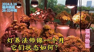 在福州灯养法师锦一个月，它们状态如何？杨姐对灯养有啥看法？