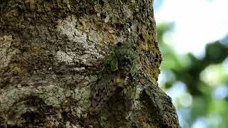 The elusive Cicada mating call!