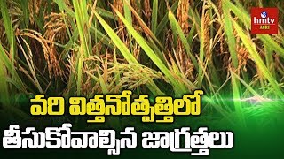 వరి విత్తనోత్పత్తిలో తీసుకోవాల్సిన జాగ్రత్తలు | Paddy Cultivtion | hmtv Agri