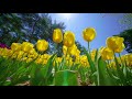 【ひたち海浜公園】チューリップ （2020年撮影）［4k］｜【hitachi seaside park】tulip 2020［4k］｜ibaraki japan