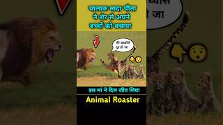 चिता अपने बच्चोंके लिए शेर से लढ़ी Female cheetah saved her calf from lion #lion #cheetah #shorts