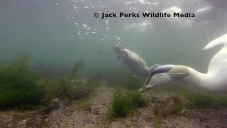 Common Eiders Underwater