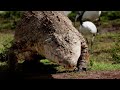 safari malawi kenya the magic of nature 4k