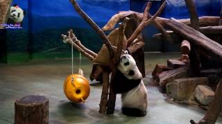 20160609圓仔端午應景就是要玩粽子 The Giant Panda Yuan Zai