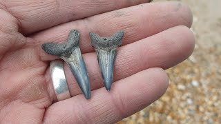 fossil hunting Highcliffe to Barton on sea gastropod hunt