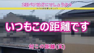 ツバメ産卵･抱卵期・No 11 抱卵４日目 ２羽ペア微妙な距離・・・！？＃ツバメ＃巣作り＃産卵＃子育て