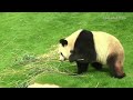 belgian zoo s newly arrived pandas make public debut