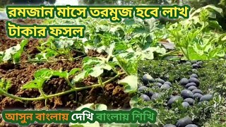 রমজান টার্গেট করে তরমুজ চাষ পদ্ধতি।water melon farming। Tormuj chas poddhoti/ agam tormujer chas