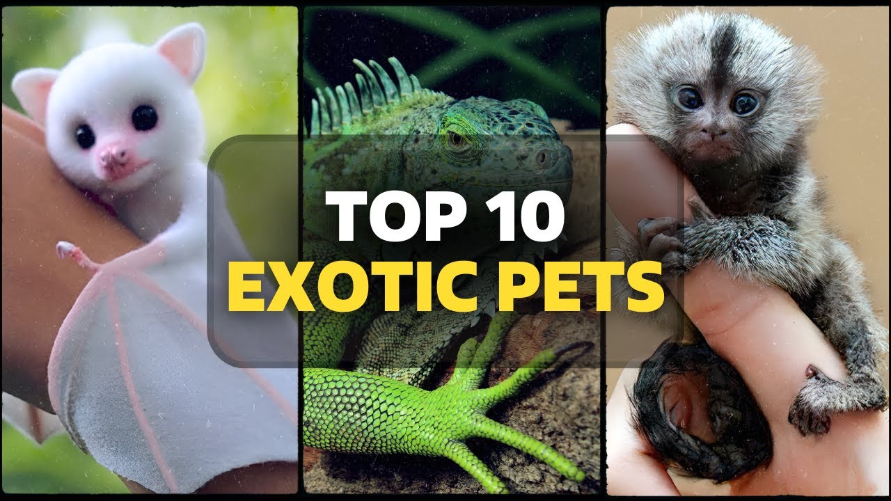 MOST POPULAR Exotic Animals YOU CAN OWN TODAY - YouTube