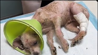 Rescuing a Severely Injured Stray Dog Suffering from Starvation on the Streets