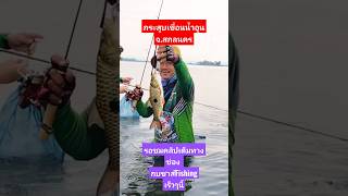 กระสูบใหญ่ เขื่อนน้ำอูน จ.สกลนคร