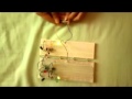 SAIS Science Fair Projects: Traffic Light Circuit Simulation.