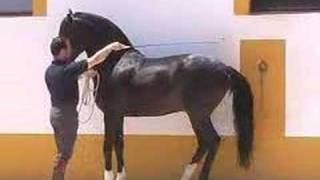 Andalusian PRE - HORSESPRE.COM - SOLD to the USA.