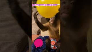 風船をポンポンするフサオマキザル capuchinmonkey