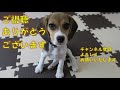 とべ！くぐれ！ 【おてんばビーグルふくちゃん】 その141