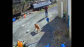 Father Grabs Son Barely Avoiding a Falling Tree That Thankfully Missed the Dog