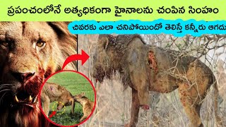 Ntwadumela lion documentary | ntwadumela lion story | lion vs hyena | bmc facts | facts in telugu