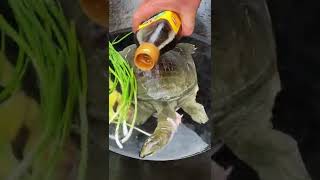 Cooking soft Shell Turtle Tasty Food in Asian Culture Recipe | Cooking Chinese Food ▶24