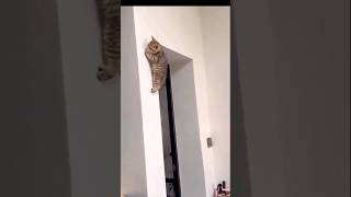 CATS CLIMBING THE WALLS WE DEFY THE LAWS OF PHYSICS!THE SECRET OF CATS😮#catslover #CATŞüQo #meowing