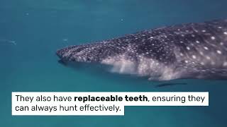 Shark Evolution: A Diverse Legacy