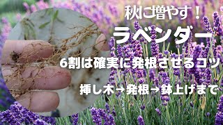 【挿し木・挿し芽】ラベンダーを挿し木で増やす成功率を上げる！秋は挿し木の適期