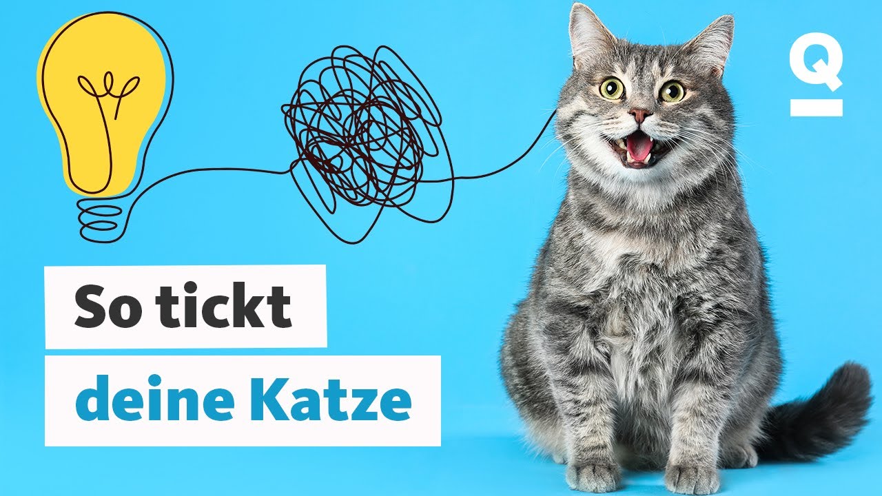 Katzensprache: So Verstehst Du Deine Katze Besser | Quarks - YouTube