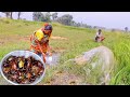 santali tribe old couple catch WILD CRAB in field and cooking for their lunch