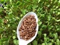 How to Grow Flax Microgreens - Cheap Easy and Very Clean Method