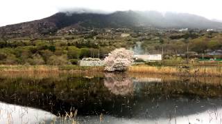 個人的に好きな風景　筑波山　燧ヶ池の桜　2015