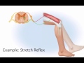 chapter 13 somatic reflex arc