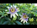 el mburucuyá como nunca lo habías visto passiflora caerulea