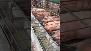 @ts pig farms 7731892022