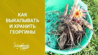 Как выкапывать и хранить георгины