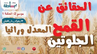 الحقائق وراء القمح المعدل وراثيا و و مصائب الجلوتين