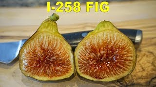 I-258 Fig (Italian 258) - A Bag Of Jelly And Strawberry Pancake Syrup